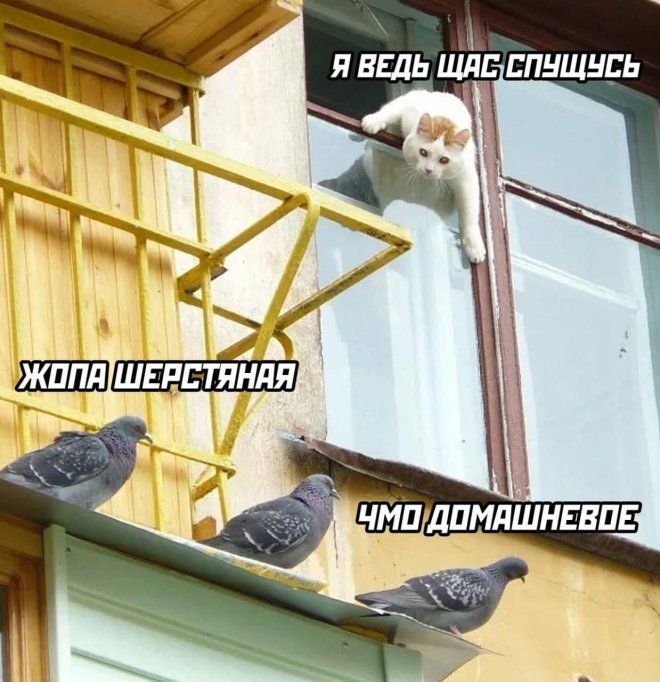 Веселая подборка смешных картинок с надписями