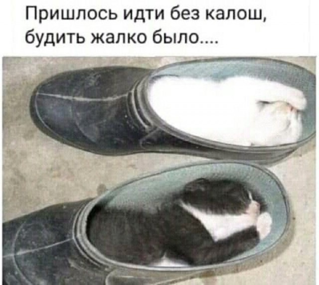 Мемы