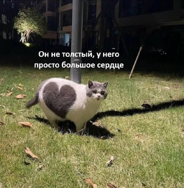 Мемы