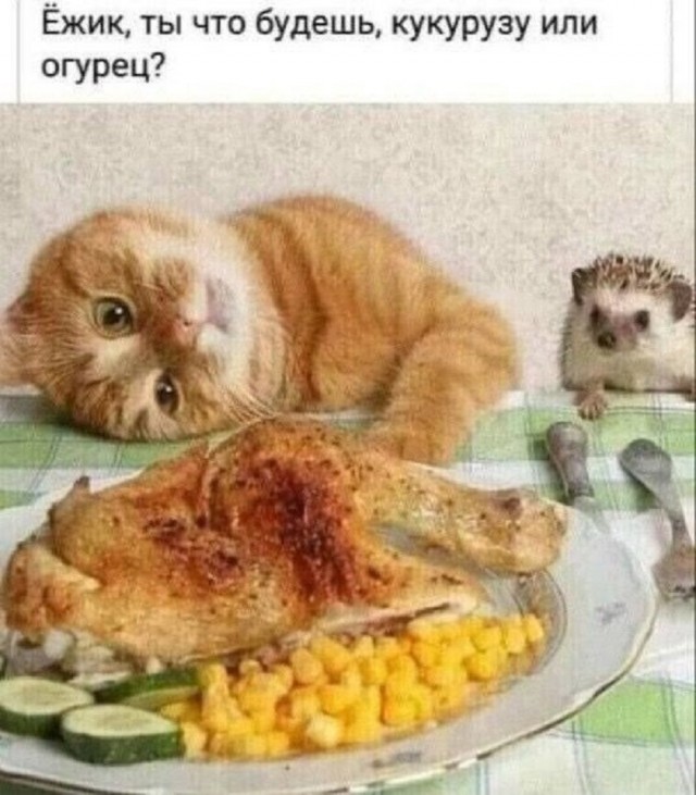 Мемы