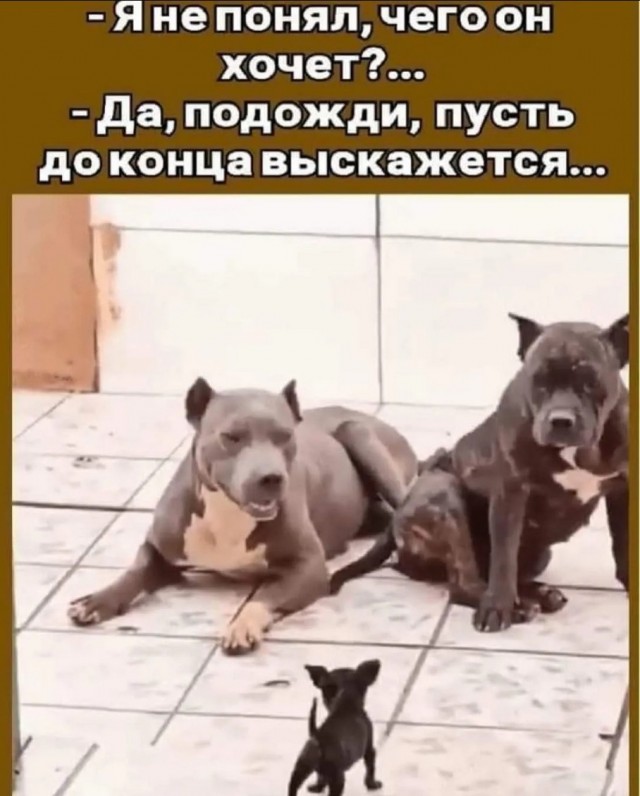 Юмор