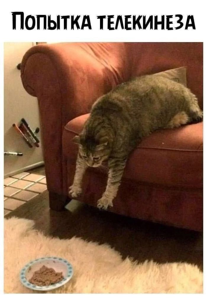 Мемы