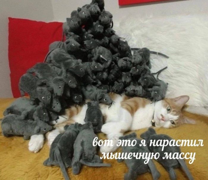 Мемы