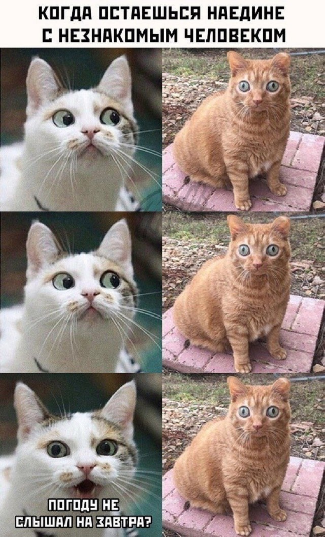 Мемы