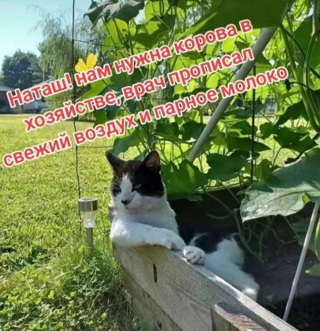 Юмор