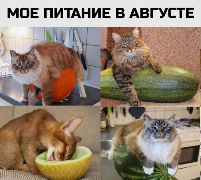 Мемы дня