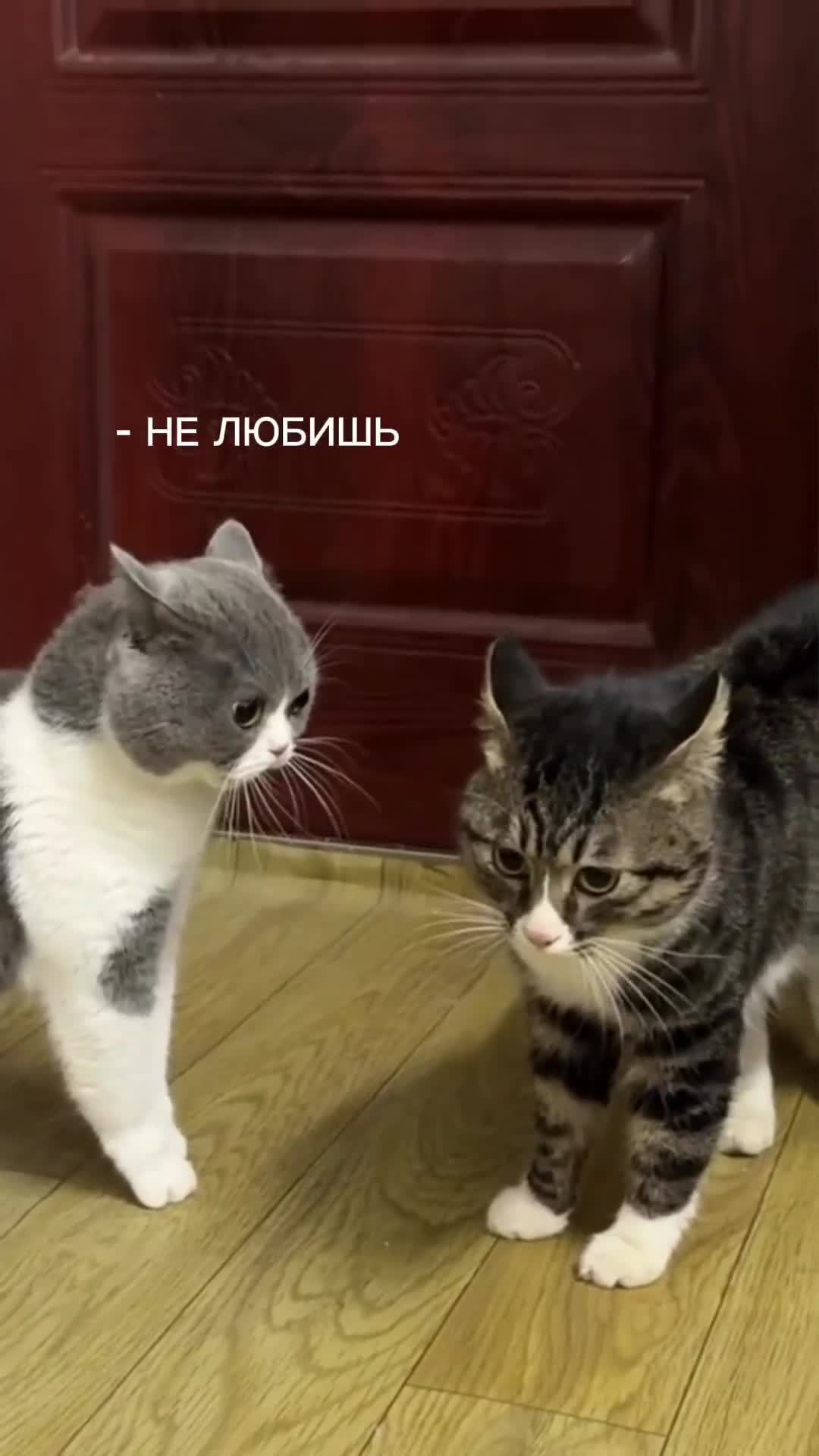 Серьезный разговор двух котов