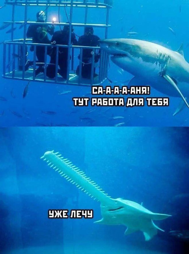 Мемы и приколы