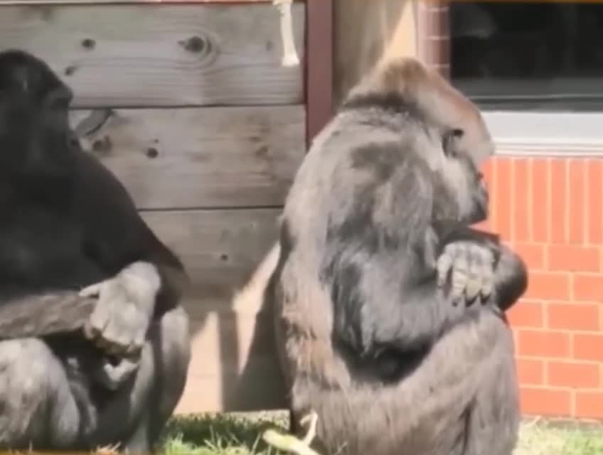 Когда она обиделась и ты пришел мириться 🤣🐒