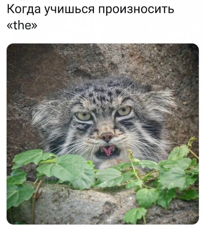 Приколы