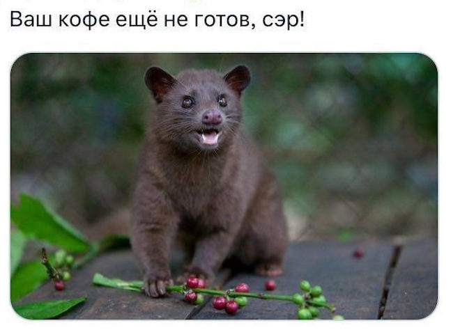Мемы и приколы