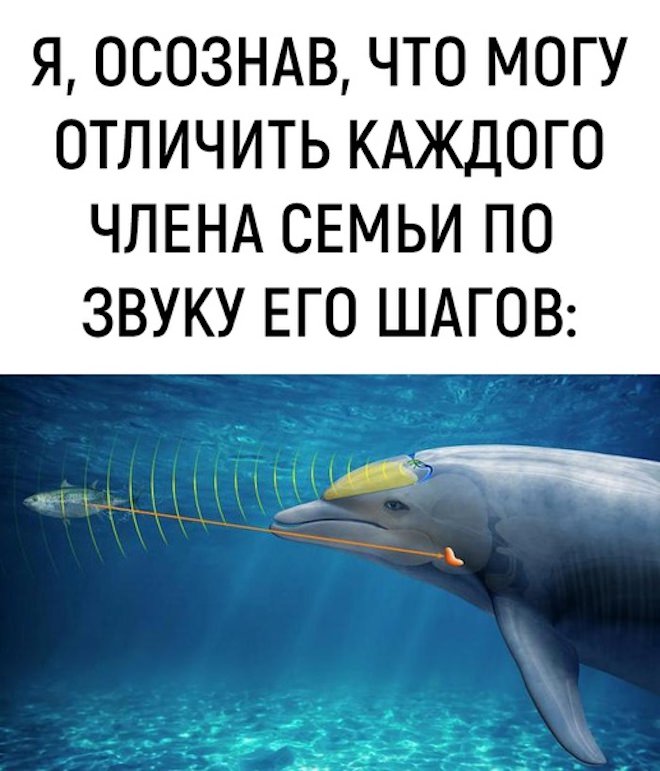 Мемы дня