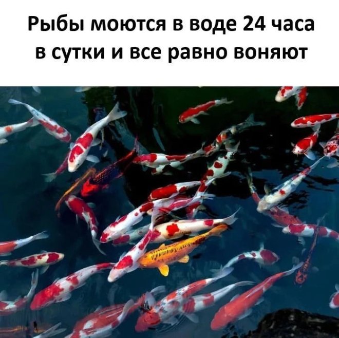 Рыбы моются в воде 24 часа и все равно воняют