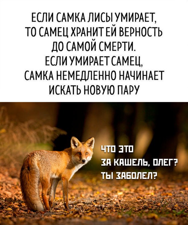 Приколы