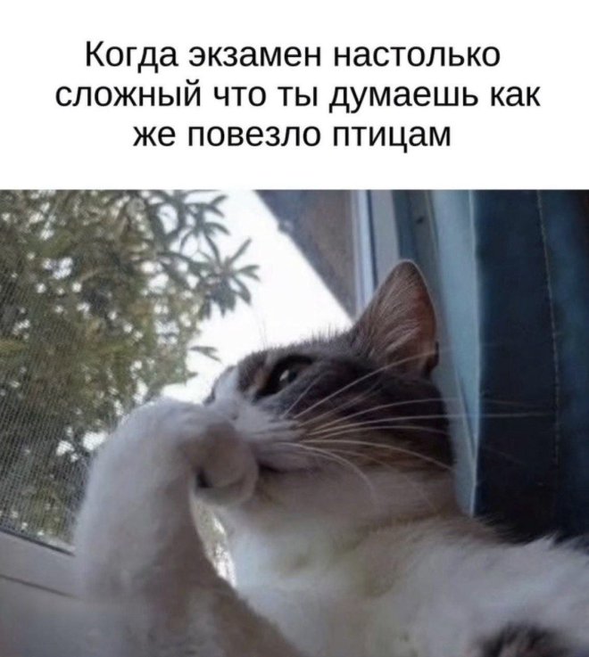 Мемы дня