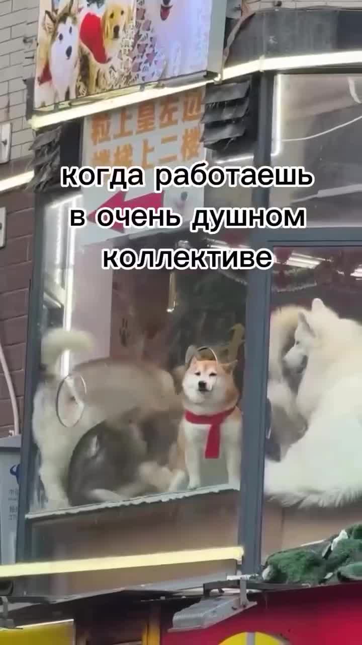 Из серии: Когда ты в душном коллективе