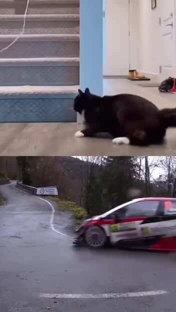 Гонки котиков