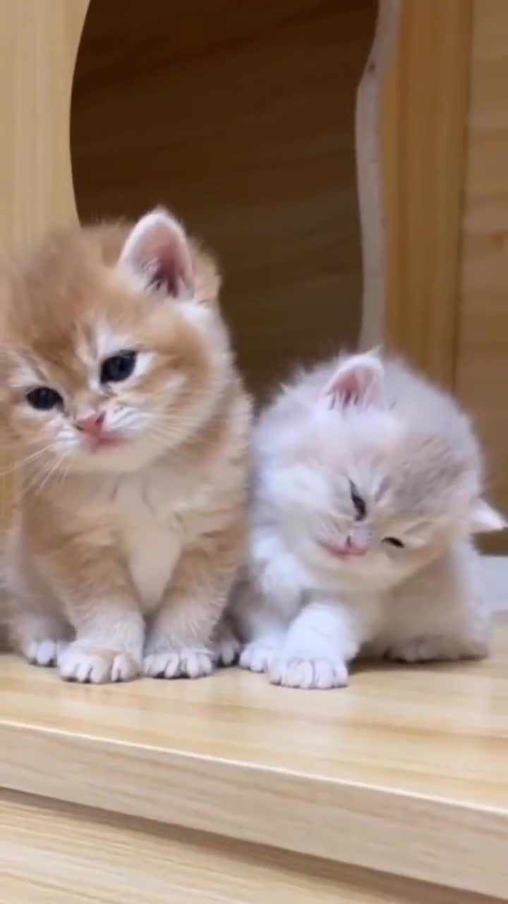 Милые котята засыпают на ходу — смотрите умилительное видео!
