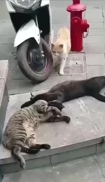 Когда внезапно пришел муж