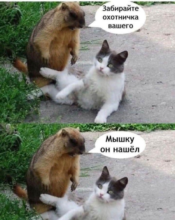 Юмор в мемах