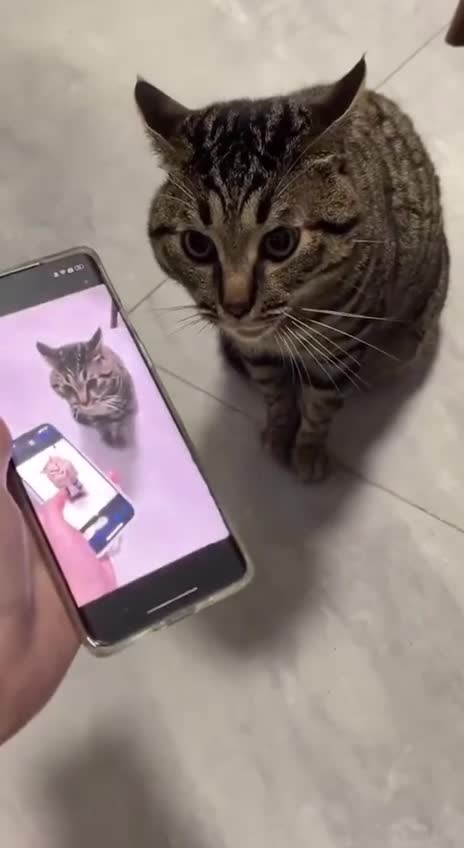 Кота злит видео, где он злится на видео с самим собой