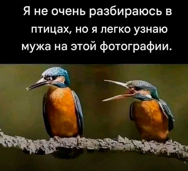 Я не очень разбираюсь в птицах