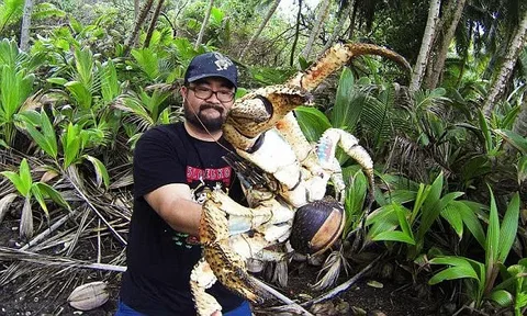 Кокосовый краб