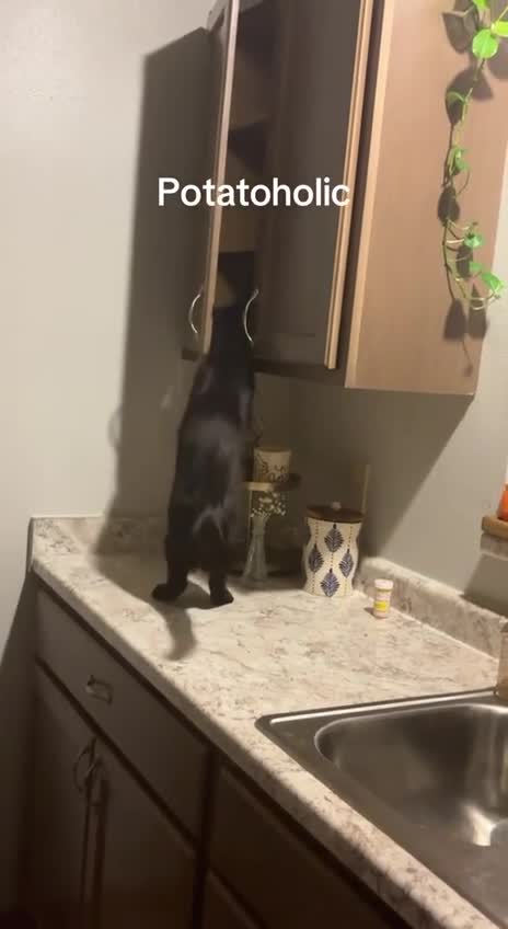 Кот который любит сырую картошку и ворует ее