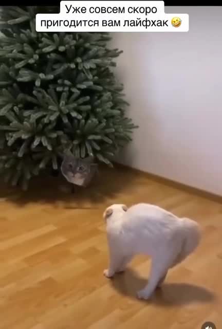 Простой лайфхак как отпугнуть кота от елки