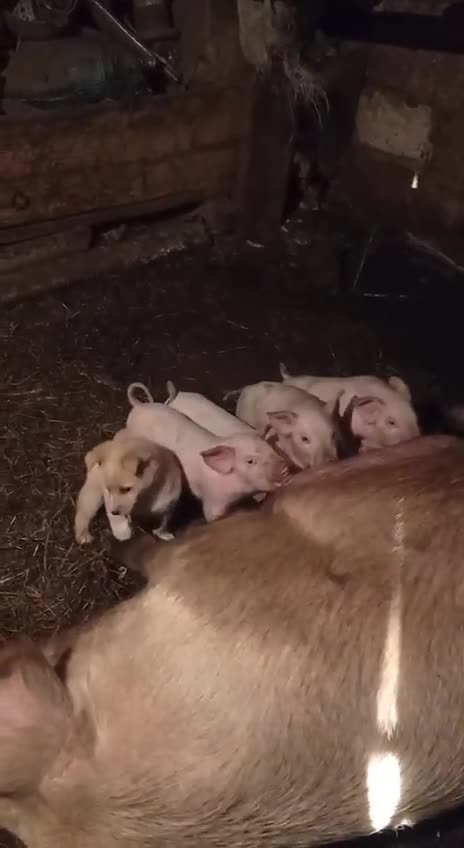 Как маленький щенок поросенком хотел быть