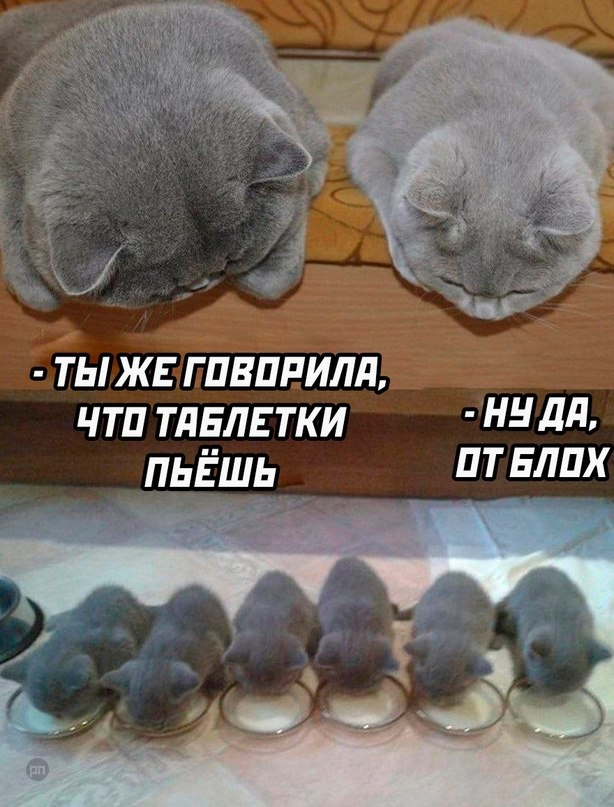 Когда пила не те таблетки