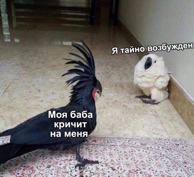 Смешной мем