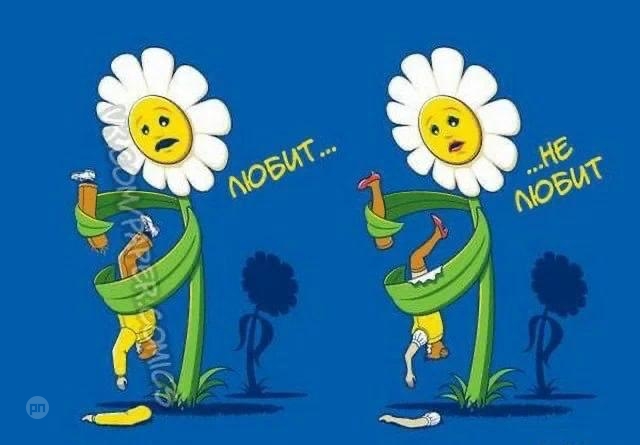 Если бы ромашка гадала любит или не любит