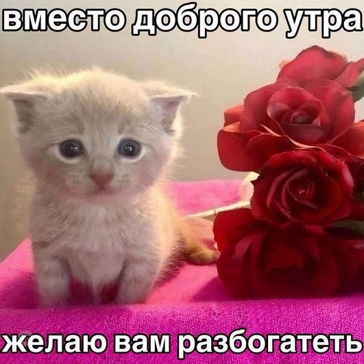 Мем про котиков