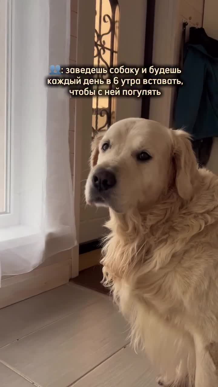 Он просто не выспался 🥹