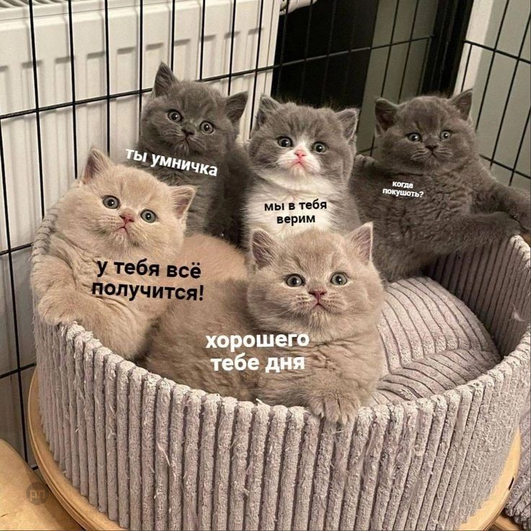 Мем про котиков