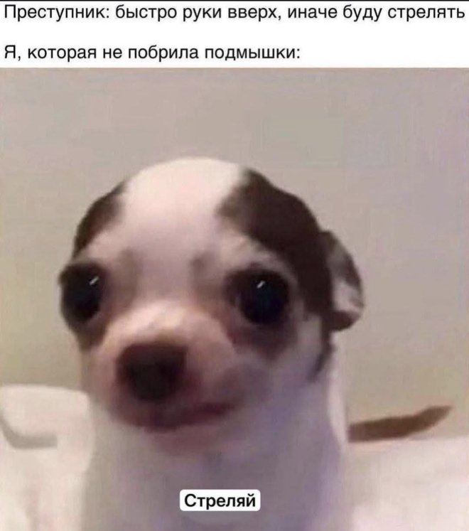 Мем на день