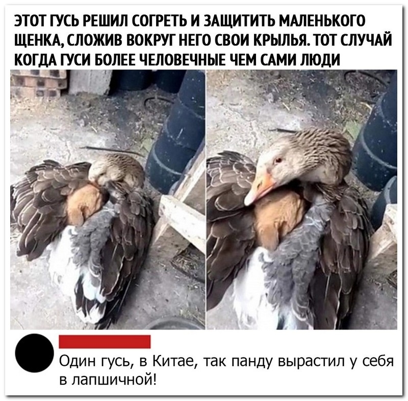 Смешной коммент