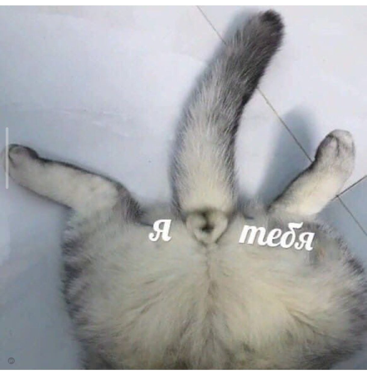 Я тебя люблю