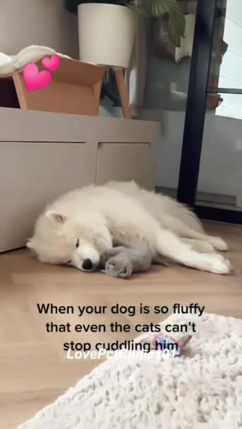 Как кошки уживаются и дружат с собаками