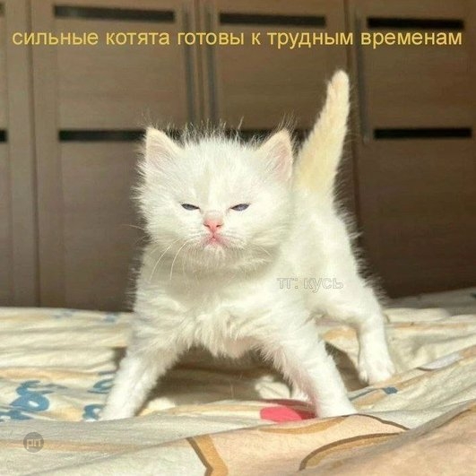 Мем про котиков