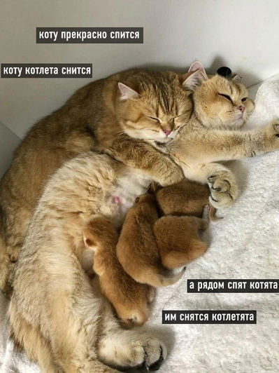 Мем про котиков