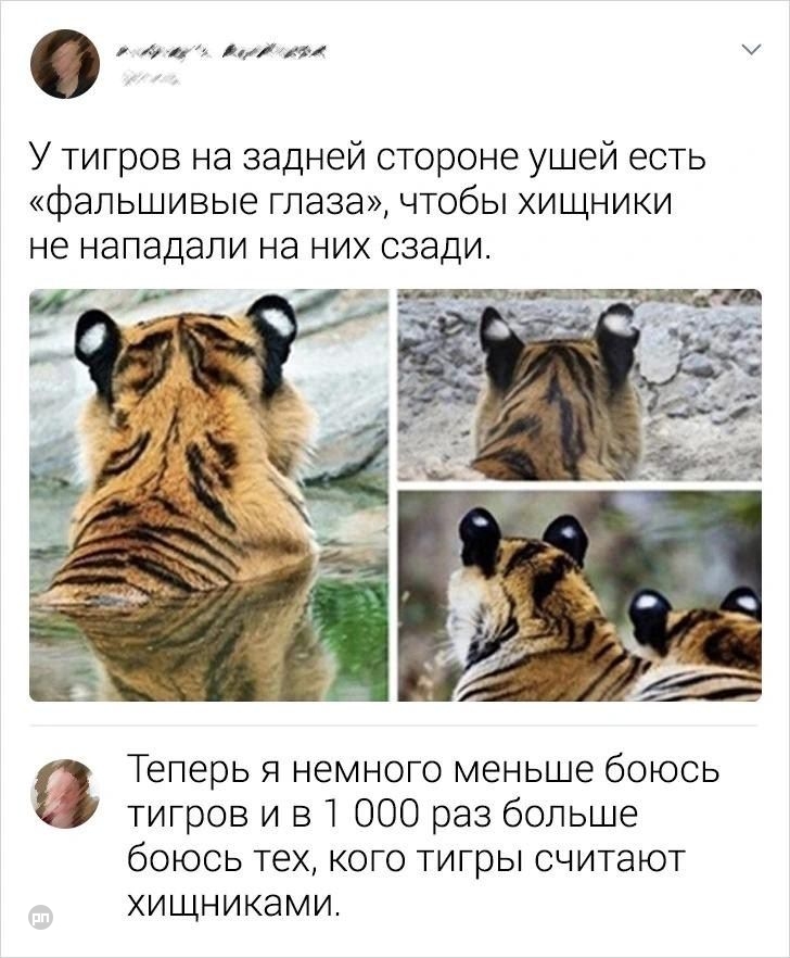 Про тигров