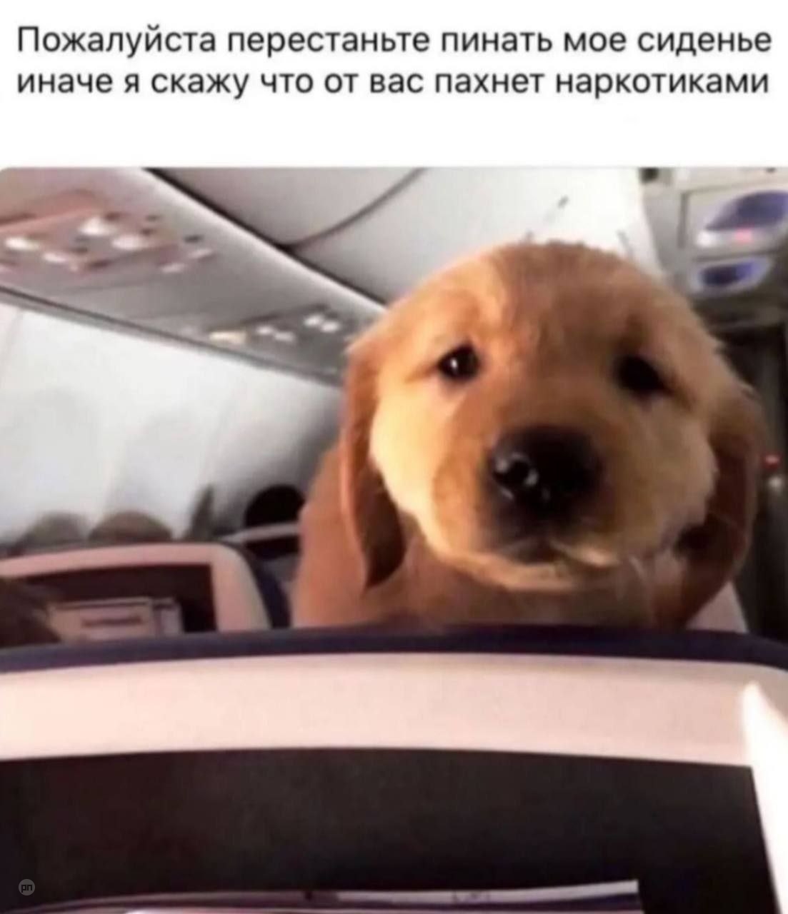 Нет бы кусь