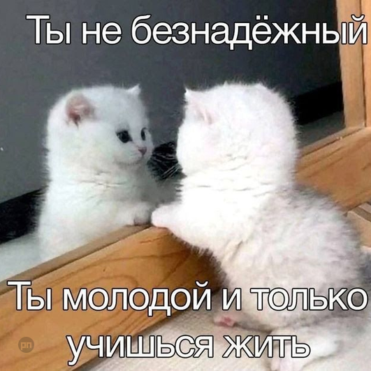 Мем про котиков