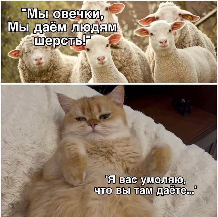 Про шерсть котов