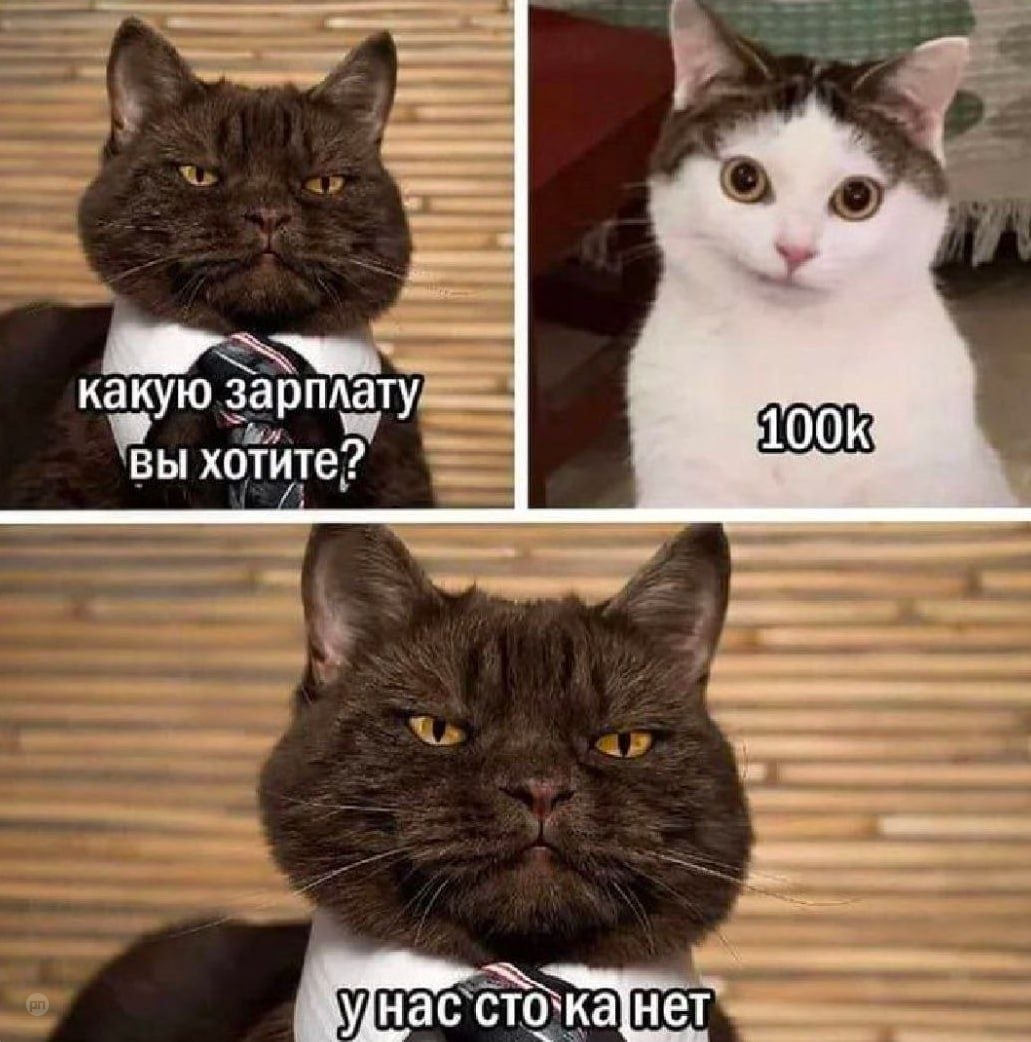 Котики на собеседовании