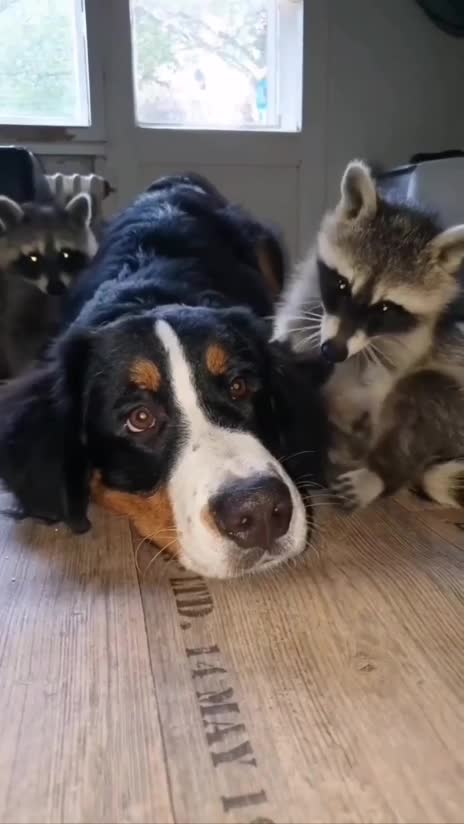 Два мелких енота не дают отдохнуть собаке