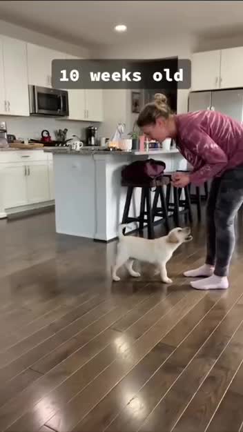 Нарезка смешных видео с щенками Лабродорами