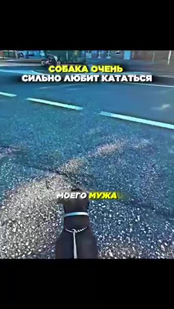 Собака которая любит кататься на мотоцикле